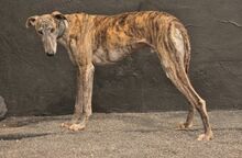 ARAWAN, Hund, Galgo Español in Spanien - Bild 5