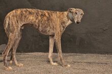 ARAWAN, Hund, Galgo Español in Spanien - Bild 6