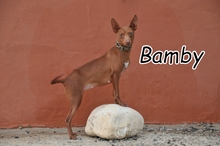 BAMBY, Hund, Podenco-Chihuahua-Mix in Spanien - Bild 1