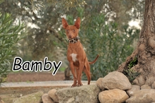 BAMBY, Hund, Podenco-Chihuahua-Mix in Spanien - Bild 2