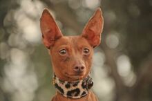 BAMBY, Hund, Podenco-Chihuahua-Mix in Spanien - Bild 3