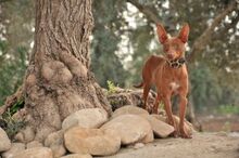 BAMBY, Hund, Podenco-Chihuahua-Mix in Spanien - Bild 4