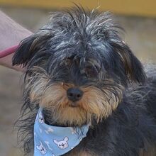 NAOMI, Hund, Yorkshire Terrier in Spanien - Bild 1