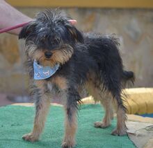 NAOMI, Hund, Yorkshire Terrier in Spanien - Bild 2