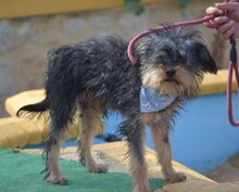 NAOMI, Hund, Yorkshire Terrier in Spanien - Bild 4