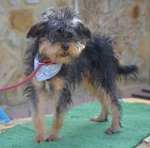 NAOMI, Hund, Yorkshire Terrier in Spanien - Bild 5