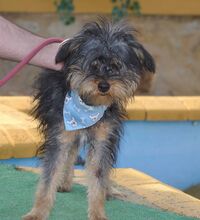 NAOMI, Hund, Yorkshire Terrier in Spanien - Bild 6