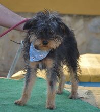 NAOMI, Hund, Yorkshire Terrier in Spanien - Bild 7