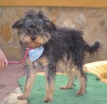 NAOMI, Hund, Yorkshire Terrier in Spanien - Bild 9