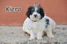 KIERA, Hund, Spanischer Wasserhund-Mix in Spanien - Bild 1