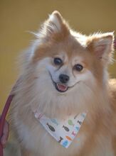 CONCHI, Hund, Mittelspitz in Löffingen - Bild 2