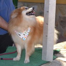 CONCHI, Hund, Mittelspitz in Löffingen - Bild 3