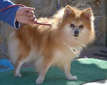 CONCHI, Hund, Mittelspitz in Löffingen - Bild 5