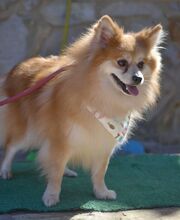 CONCHI, Hund, Mittelspitz in Löffingen - Bild 6