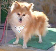 CONCHI, Hund, Mittelspitz in Löffingen - Bild 7