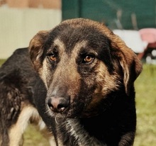 KILIAN, Hund, Mischlingshund in Griechenland - Bild 1