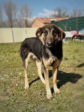 KILIAN, Hund, Mischlingshund in Griechenland - Bild 2