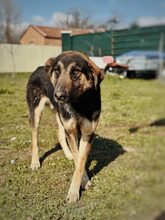 KILIAN, Hund, Mischlingshund in Griechenland - Bild 3