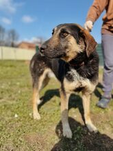 KILIAN, Hund, Mischlingshund in Griechenland - Bild 5