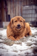 DUPLO, Hund, Mischlingshund in Bad Lauchstädt - Bild 1