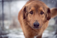 DUPLO, Hund, Mischlingshund in Bad Lauchstädt - Bild 3