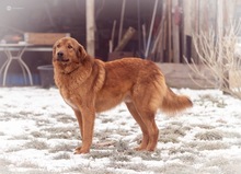 DUPLO, Hund, Mischlingshund in Bad Lauchstädt - Bild 4