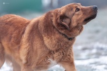 DUPLO, Hund, Mischlingshund in Bad Lauchstädt - Bild 6