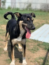 EMMI, Hund, Mischlingshund in Hagen - Bild 2