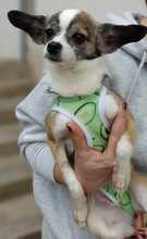 CANDY, Hund, Chihuahua-Mix in Bulgarien - Bild 1