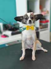 CANDY, Hund, Chihuahua-Mix in Bulgarien - Bild 10