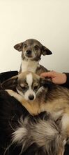 CANDY, Hund, Chihuahua-Mix in Bulgarien - Bild 2