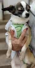 CANDY, Hund, Chihuahua-Mix in Bulgarien - Bild 3