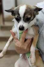 CANDY, Hund, Chihuahua-Mix in Bulgarien - Bild 5