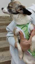 CANDY, Hund, Chihuahua-Mix in Bulgarien - Bild 6