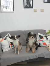 CANDY, Hund, Chihuahua-Mix in Bulgarien - Bild 7