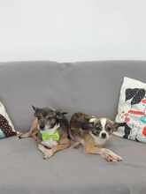 CANDY, Hund, Chihuahua-Mix in Bulgarien - Bild 8