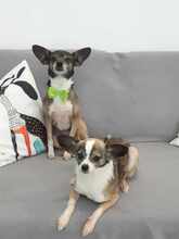 CANDY, Hund, Chihuahua-Mix in Bulgarien - Bild 9