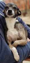 MARNY, Hund, Chihuahua-Mix in Recklinghausen