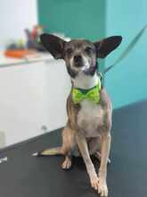 MARNY, Hund, Chihuahua-Mix in Recklinghausen - Bild 10
