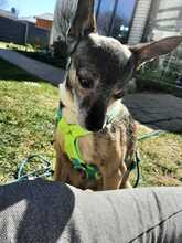 MARNY, Hund, Chihuahua-Mix in Recklinghausen - Bild 11