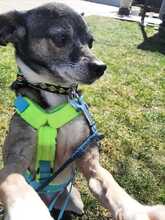 MARNY, Hund, Chihuahua-Mix in Recklinghausen - Bild 12