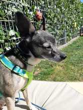 MARNY, Hund, Chihuahua-Mix in Recklinghausen - Bild 14