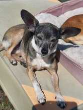 MARNY, Hund, Chihuahua-Mix in Recklinghausen - Bild 15