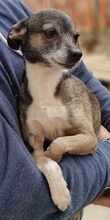 MARNY, Hund, Chihuahua-Mix in Recklinghausen - Bild 2