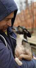 MARNY, Hund, Chihuahua-Mix in Recklinghausen - Bild 3