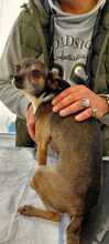 MARNY, Hund, Chihuahua-Mix in Recklinghausen - Bild 4