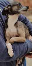 MARNY, Hund, Chihuahua-Mix in Recklinghausen - Bild 6