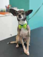 MARNY, Hund, Chihuahua-Mix in Recklinghausen - Bild 8