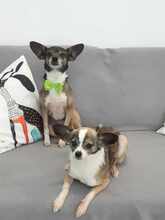 MARNY, Hund, Chihuahua-Mix in Recklinghausen - Bild 9