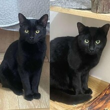 TIM, Katze, Europäisch Kurzhaar in Rumänien - Bild 9